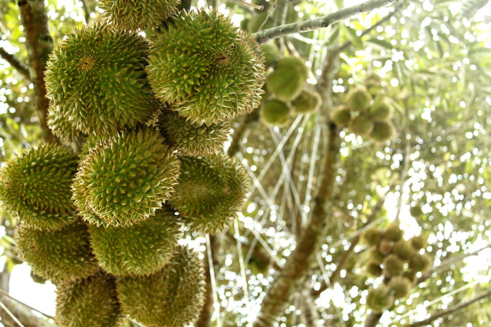 attraction-Durian Plantations Kmapot 2.jpg